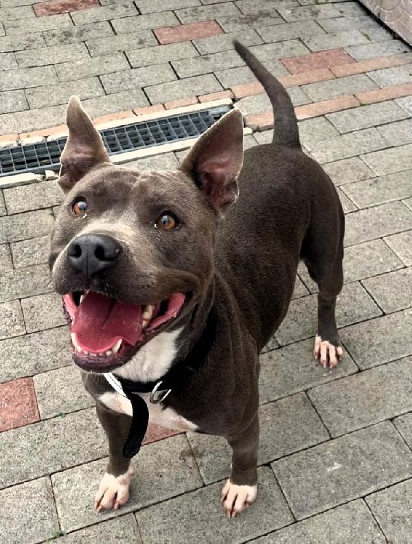 DAISY PIT BULL Foto 6